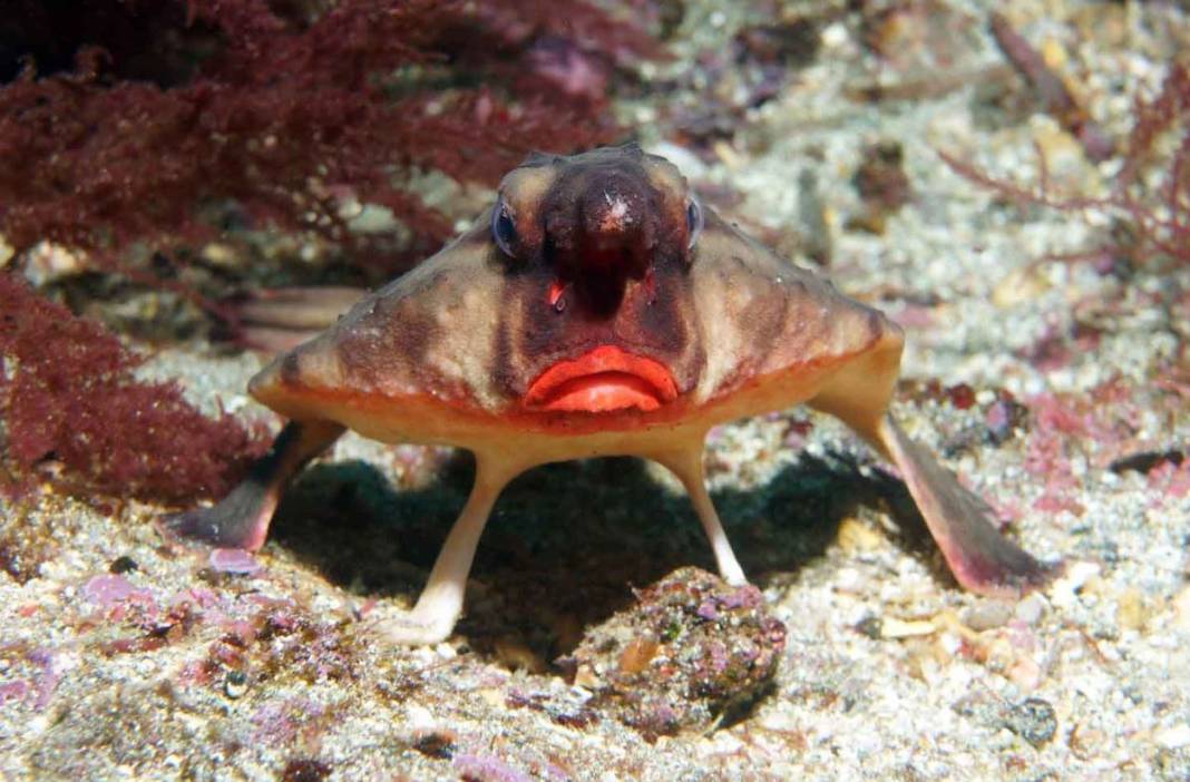Gözlerini başının üstünde taşıyan balık: Yarasa balığı hakkında bilmeniz gereken 10 şey 3